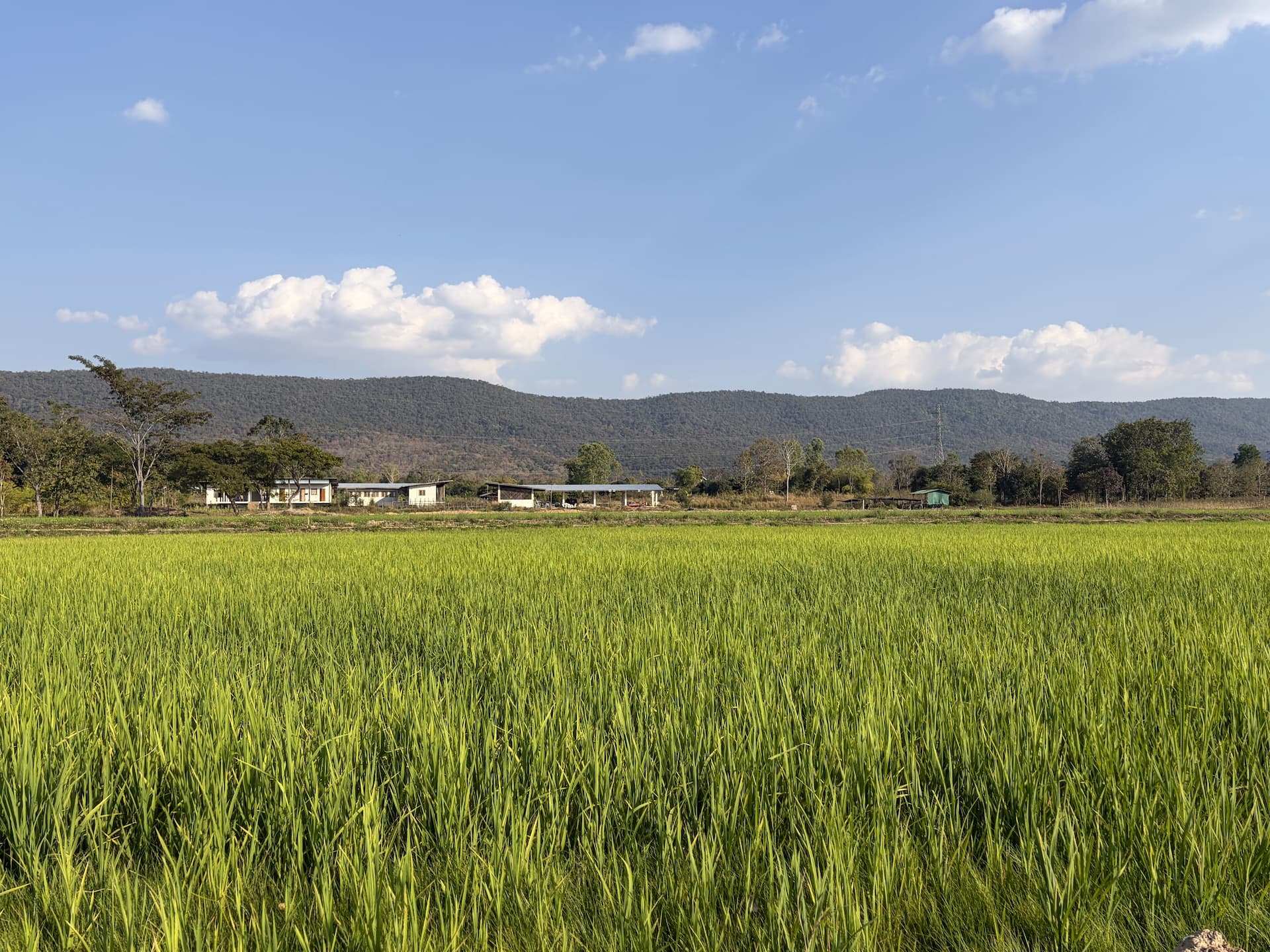 Lush green crop rows on an open farm